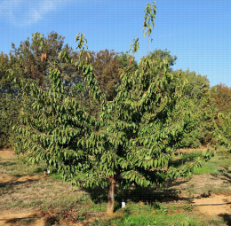 Cerise - Feroni greffée sur Sto 1 : arbre en 4e feuille